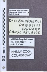 Etikette zu Dicteniophorus robustus (NHMW-ZOO-COL-0010541)